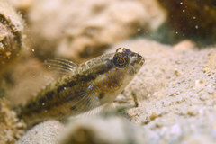 Asterropteryx semipunctata