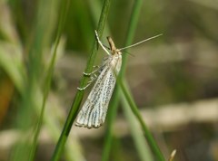 Thisanotia chrysonuchella