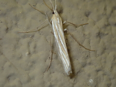 Thaumatopsis magnificus