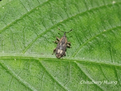 Dendrobaris maculata