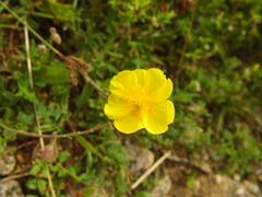 Angiospermae