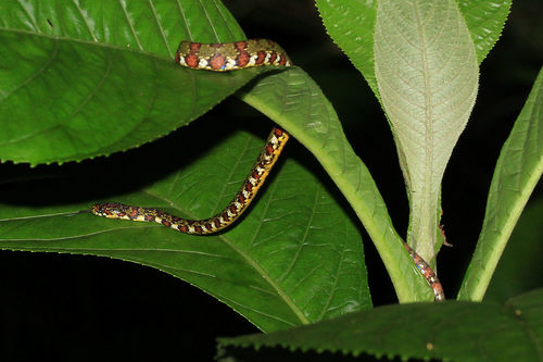 Photo of a Stejneger's Snail Sucker (Sibon longifrenis)