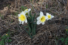 Narcissus × incomparabilis