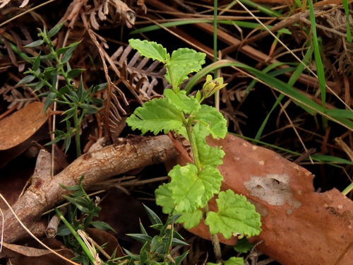 Veronica calycina