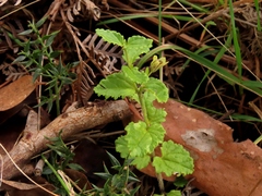 Veronica calycina