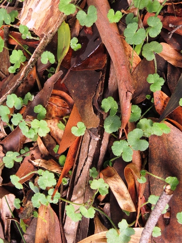 Hydrocotyle hirta, photograph 3