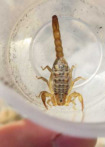Mesomexovis punctatus