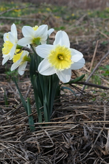 Narcissus × incomparabilis