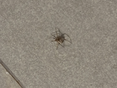 Brown Widow