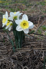 Narcissus × incomparabilis