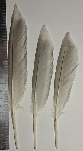 Plume de Goéland cendré