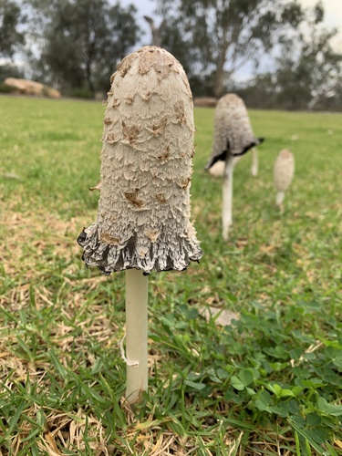 Shaggy Mane