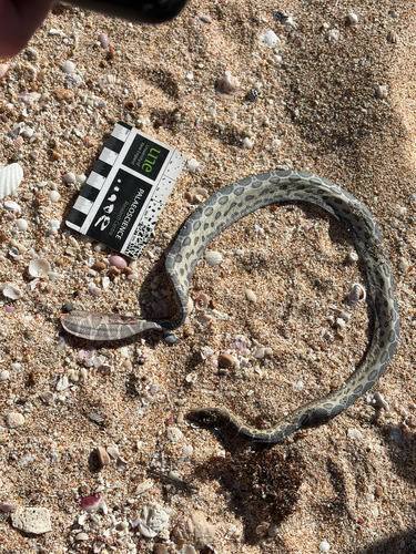 Spotted Sea Snake