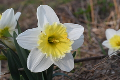Narcissus × incomparabilis