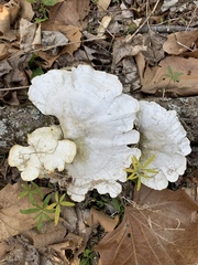 Trametes elegans