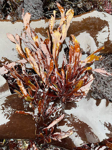 Farlowia compressa, 2026-06-16