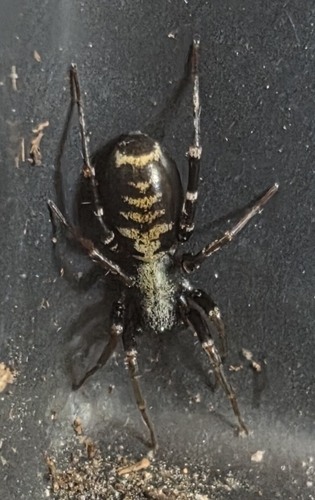 Long-palped Ant-mimic Sac Spider photo 5