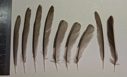 Plume de Gobemouche noir