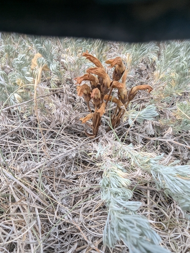 clustered broomrape