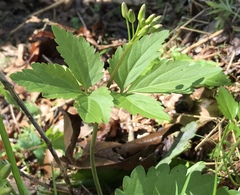 Cardamine diphylla