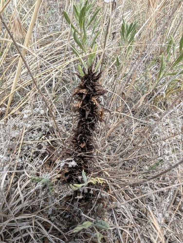 Louisiana broomrape