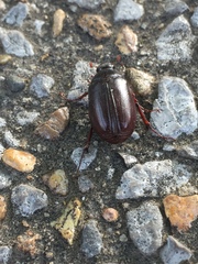 Phyllophaga