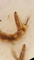 Aedes vexans