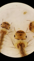 Aedes vexans