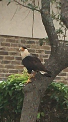 Caracara