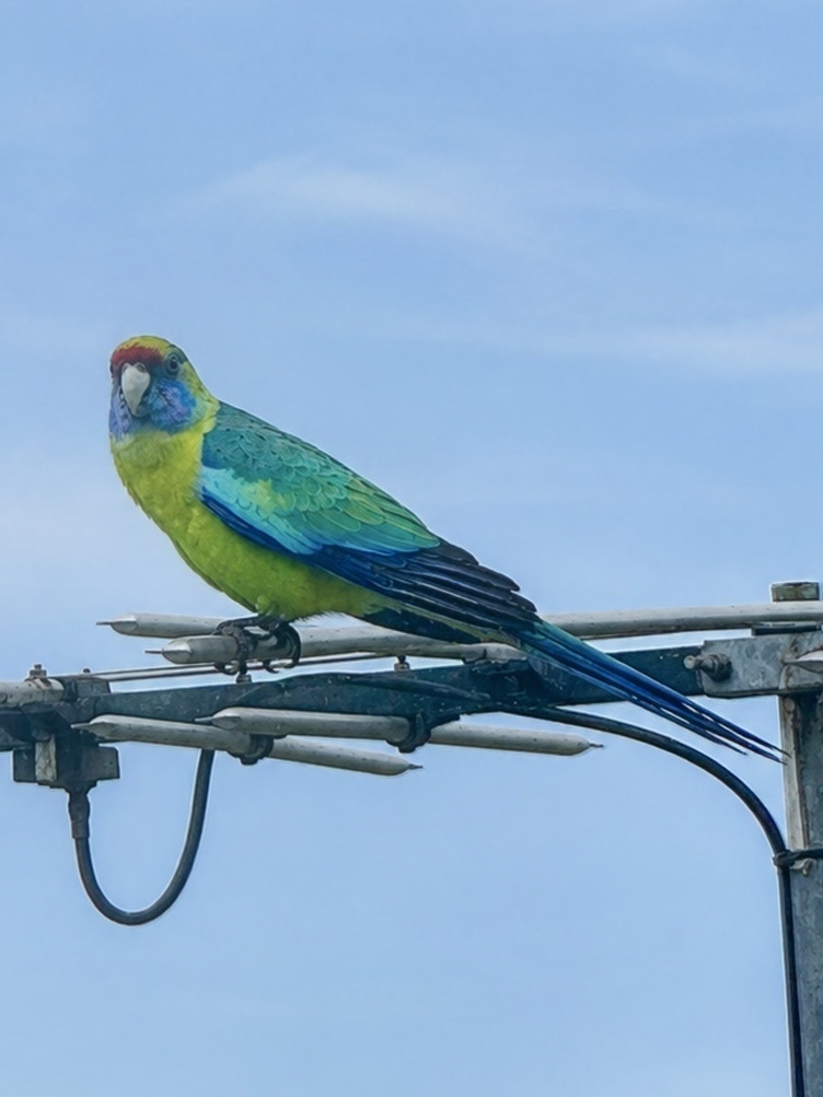 Australian Ringnecks × Rosellas