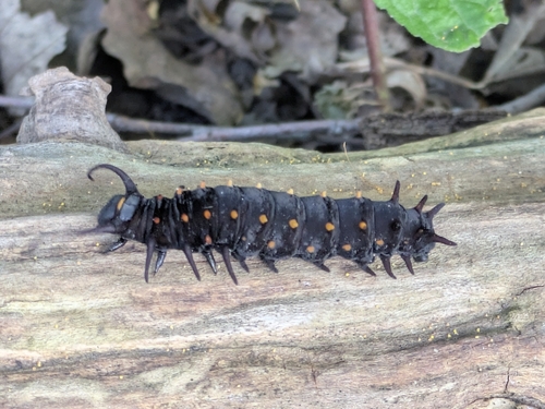 Mariposa cola de golondrina de la aristoloquia