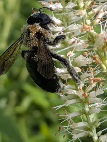 Eastern Carpenter Bee