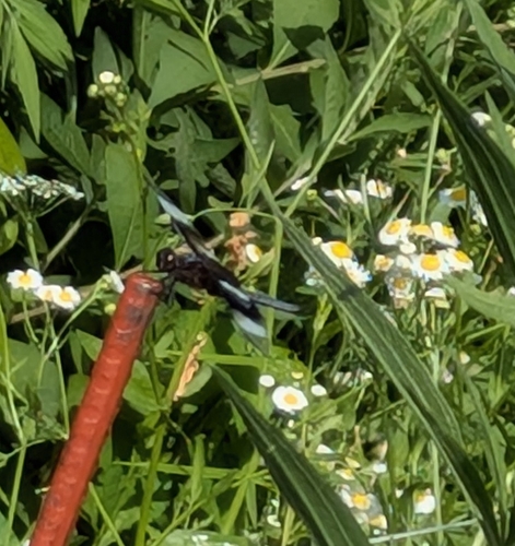 Widow Skimmer