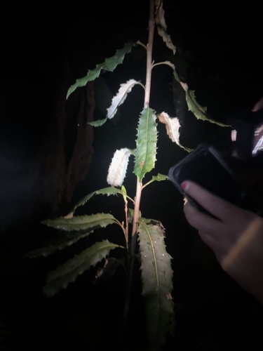 Lomatia fraseri