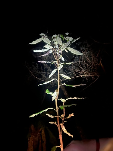 Lomatia fraseri, photograph 2