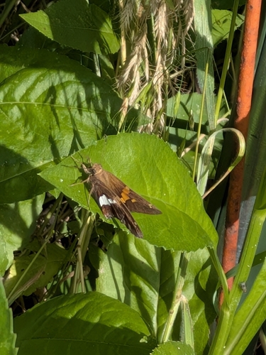 Silver-spotted Skipper