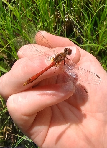 Ruddy Darter