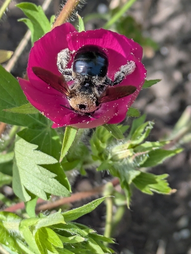Eastern Carpenter Bee