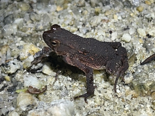 Ingerophrynus quadriporcatus, 2026-06-16