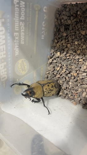 Eastern Hercules Beetle