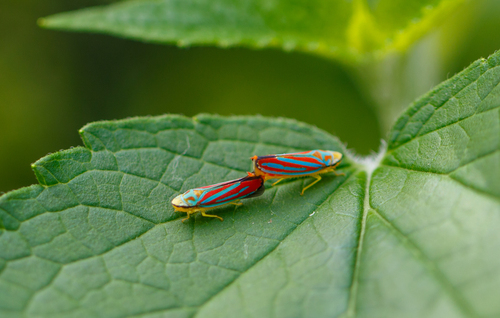 Red-banded Leafhopper