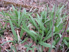Allium burdickii