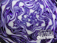 Brassica oleracea capitata