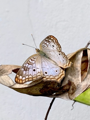 White Peacock