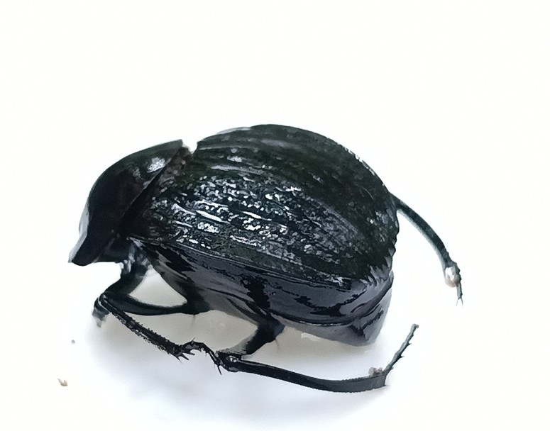 Deltochilum orbiculare