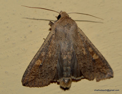 Lepidoptera