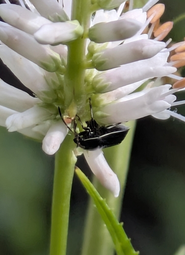 White-Margined Burrowing Bug