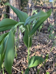 Polygonatum odoratum