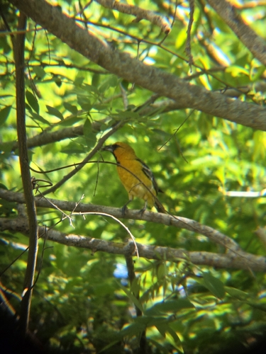 Streak-backed Oriole (Icterus pustulatus)