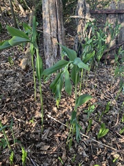 Polygonatum odoratum